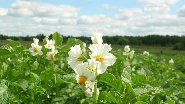 Можно ли опрыскивать картофель от колорадского жука во время цветения