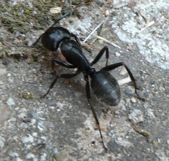 Чёрный муравей-древоточец camponotus vagus