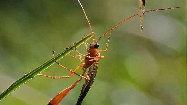 Об осе наезднике: опасна ли для человека, паразитические осы с длинным хвостом