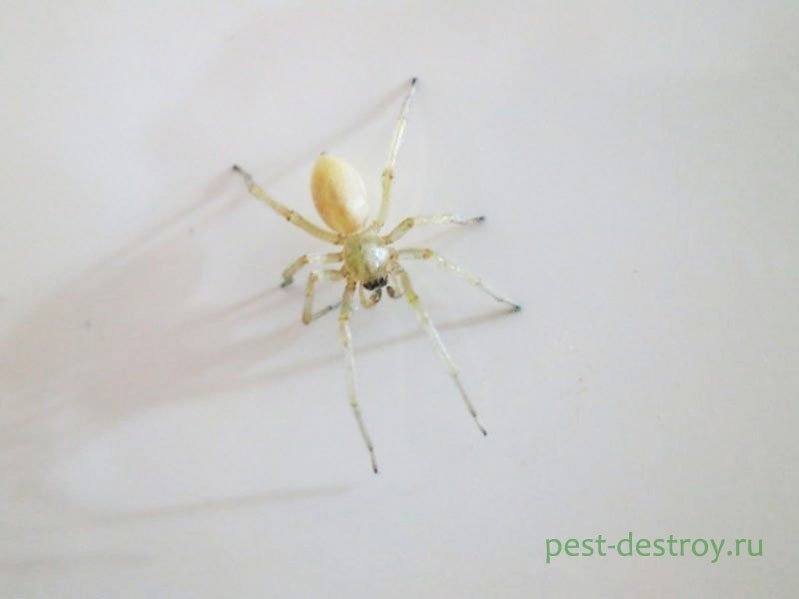 Белый домашний паук каракурт