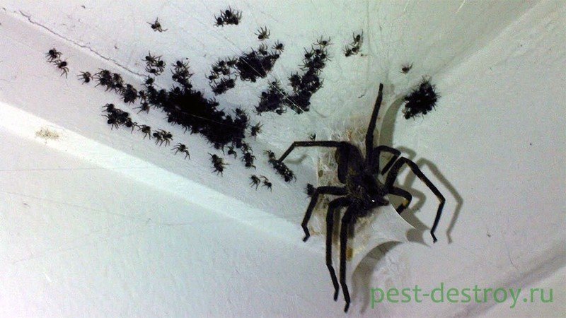 Квартирные пауки