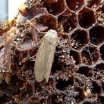 Пчелиная моль: личинки и бабочки вредного насекомого