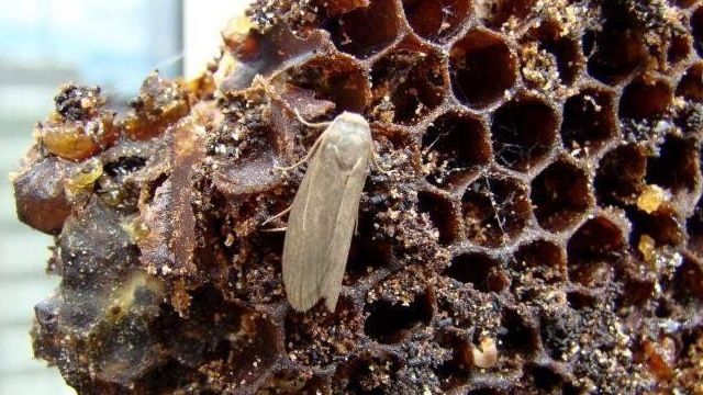 Пчелиная моль: личинки и бабочки вредного насекомого