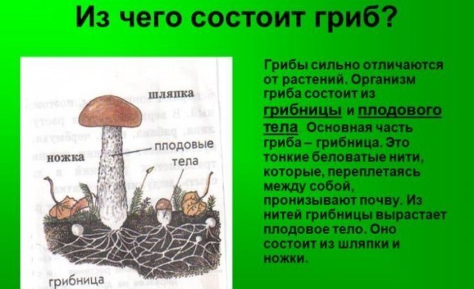 Плодовое тело грибов состоит из
