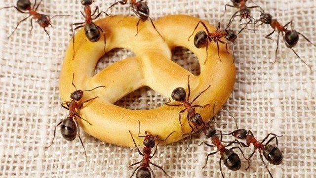 Примета: в доме появились муравьи
