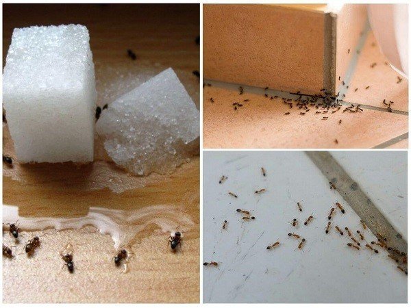Средство от муравьёв в квартире
