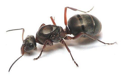 Матка муравья атта