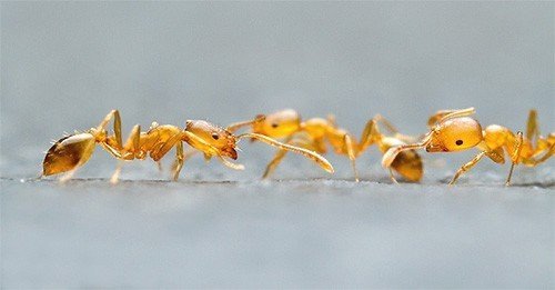 Мономориум муравьи