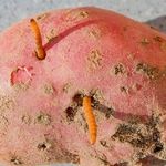 Проволочник в картошке как избавиться