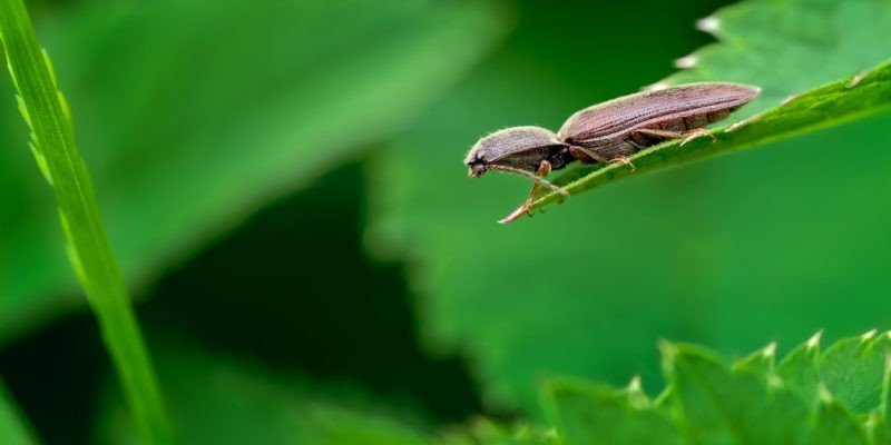 Жесткокрылый жук сагра