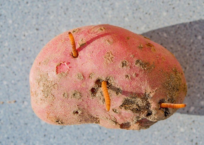 Жук проволочник в картошке