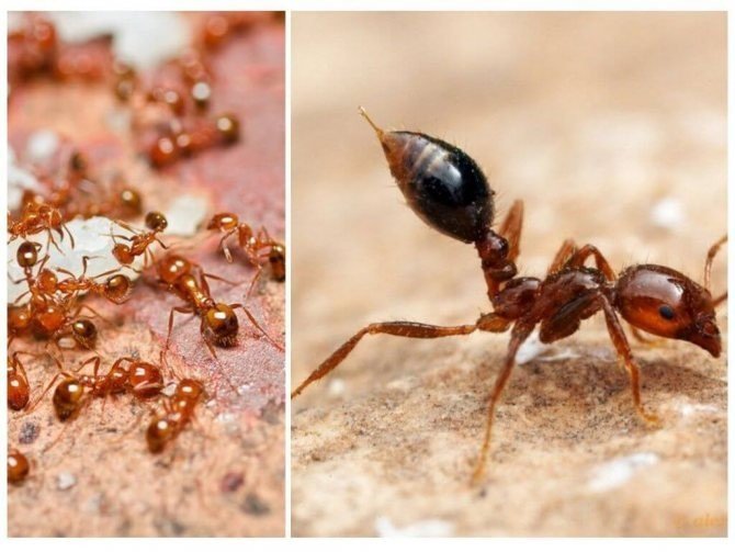 Самые опасные муравьи