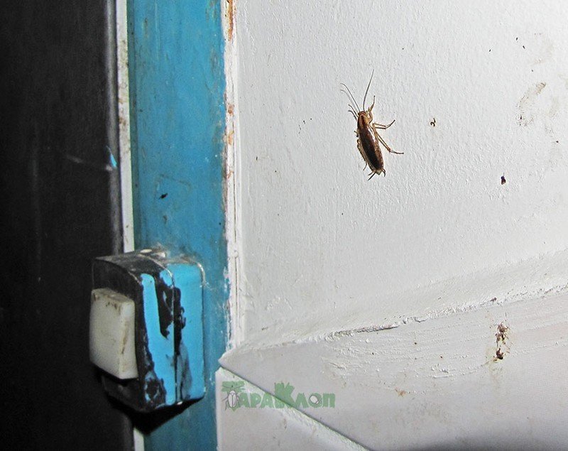 Чего боятся тараканы