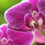 Самые распространенные вредители орхидей