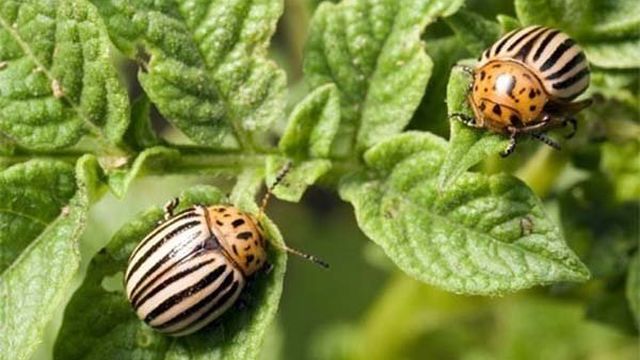 Какие средства эффективны для борьбы с колорадским жуком?