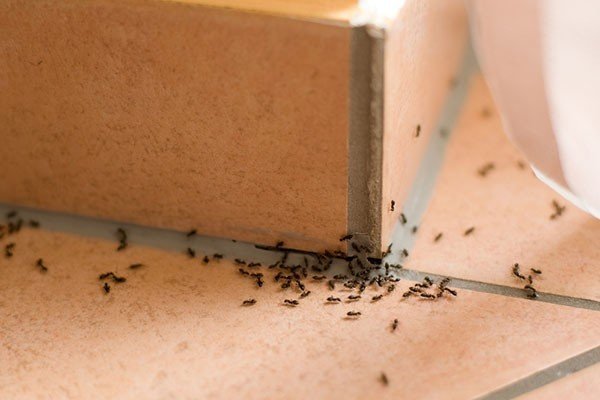 Домашние муравьи в квартире