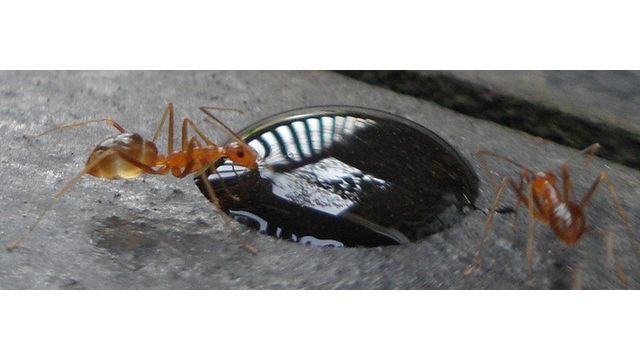 Гель от муравьев — средство от домашних муравьев в квартире