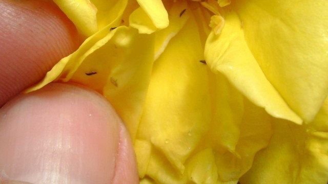 Трипсы на розах — как избавиться от паразитов
