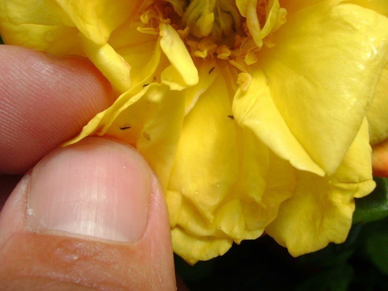 Роза морщинистая желтая