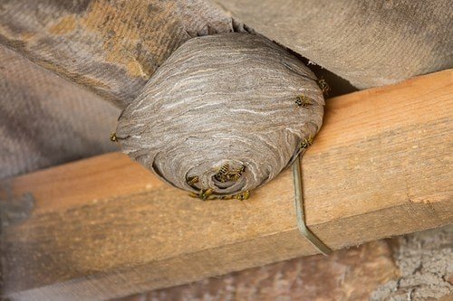 Гнездо шершней под крышей