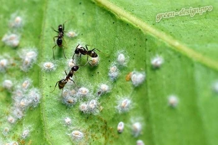 Щитовка и муравьи