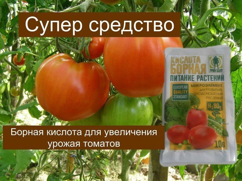 Томаты томаты томаты борная кислота томат