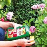 Чем подкормить розы во время цветения в открытом грунте