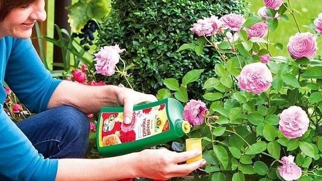 Чем подкормить розы во время цветения в открытом грунте