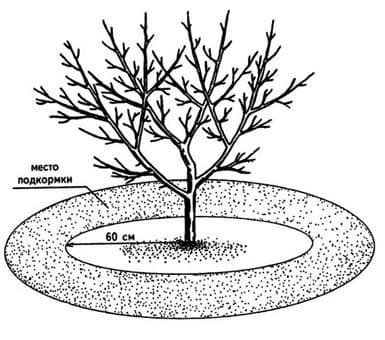 Схема приствольного круга плодовых деревьев