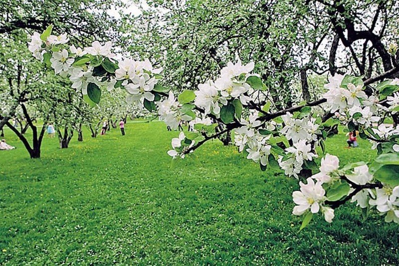 Яблоневый сад яблоня цветет