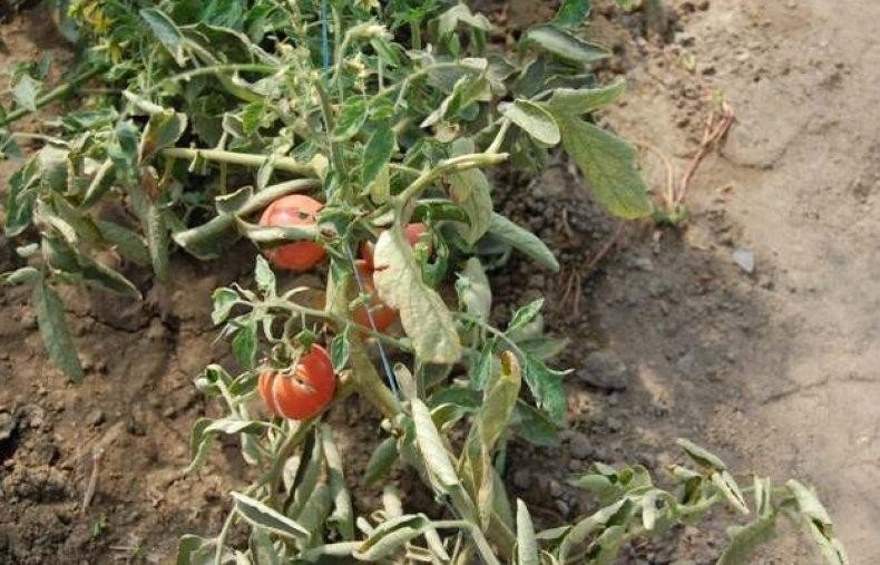 Фузариозное увядание томатов лечение