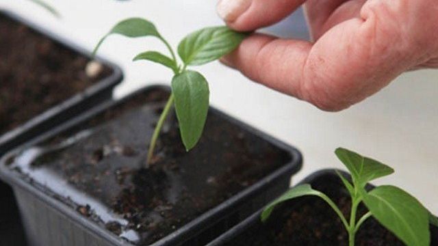 Инструкция и особенности использования удобрения Азофоска для комнатных растений и рассады