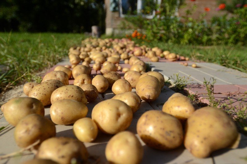 Картошка на поле выкопанная