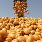 Как повысить урожайность картофеля с 1 га