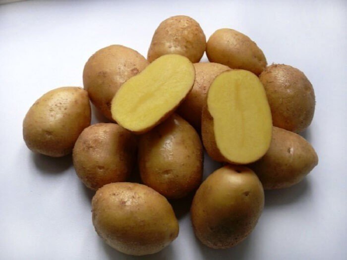 Сорт картофеля коломбо