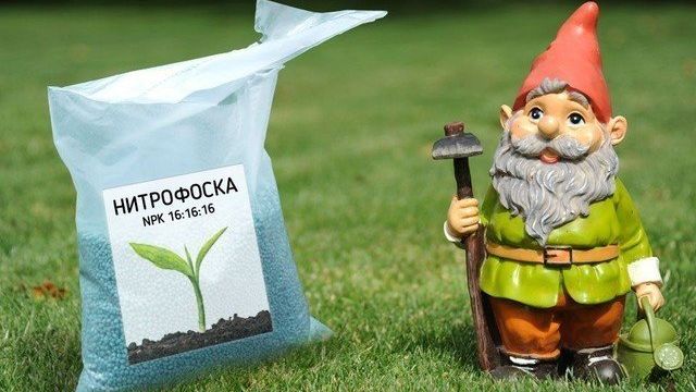 Нитрофоска — состав удобрения и применение на огороде весной и осенью