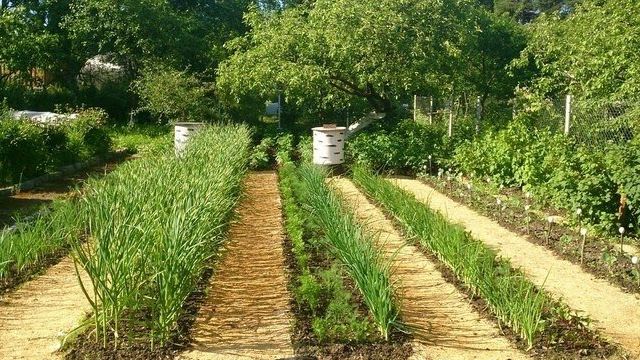 Применение опилок для огорода: польза и вред, какие лучше, правила использования