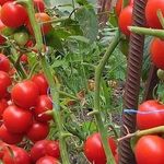 Сколько раз можно подкармливать помидоры йодом