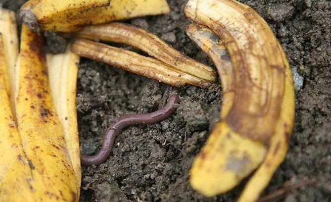 Дождевые черви подотряд малощетинковых червей из типа
