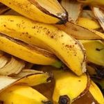 Удобрение из банановой кожуры для комнатных и садовых растений