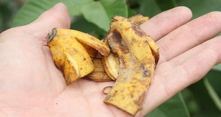Удобрение растений банановой кожурой