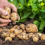 Удобрение картофеля: для чего нужны и как использовать