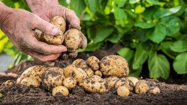 Удобрение картофеля: для чего нужны и как использовать