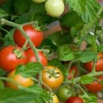 ЖКУ Малышок для томатов и перцев органика