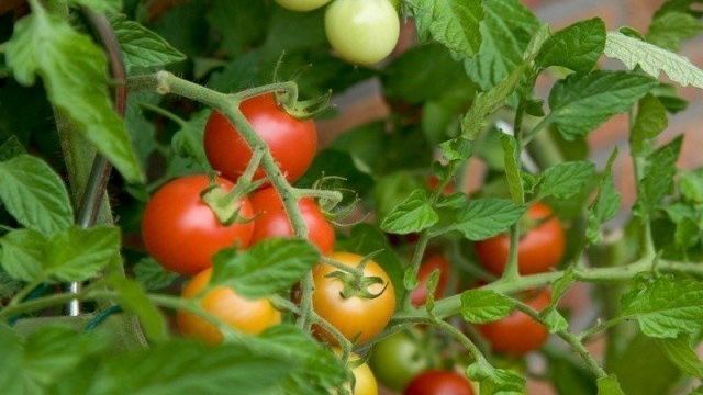 ЖКУ Малышок для томатов и перцев органика