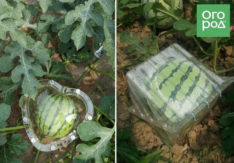 Выращивание кубических арбузов