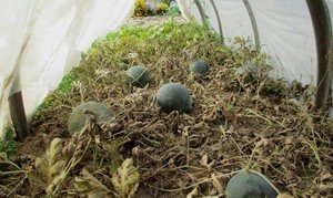 Выращивание арбузов