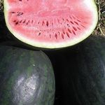 Чем хорош сорт арбуза «Икар» и почему его стоит выращивать