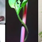 Как вырастить дома арбуз из семечки в домашних условиях