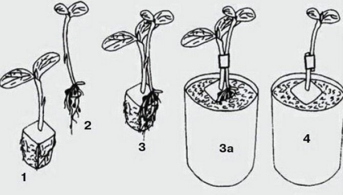 Пересадка растений схема